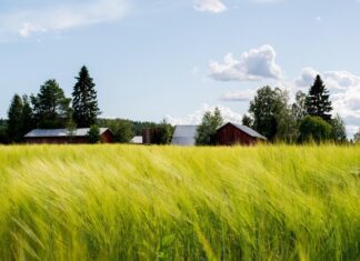 field