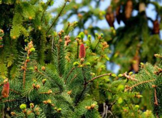 Příroda vstupuje do interiéru: doma si vytvořte zimní léčivý „les“ z jehličnatých větví fir trees
