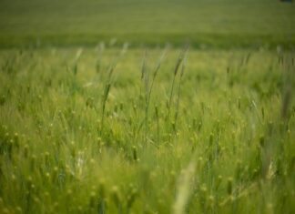 green barley