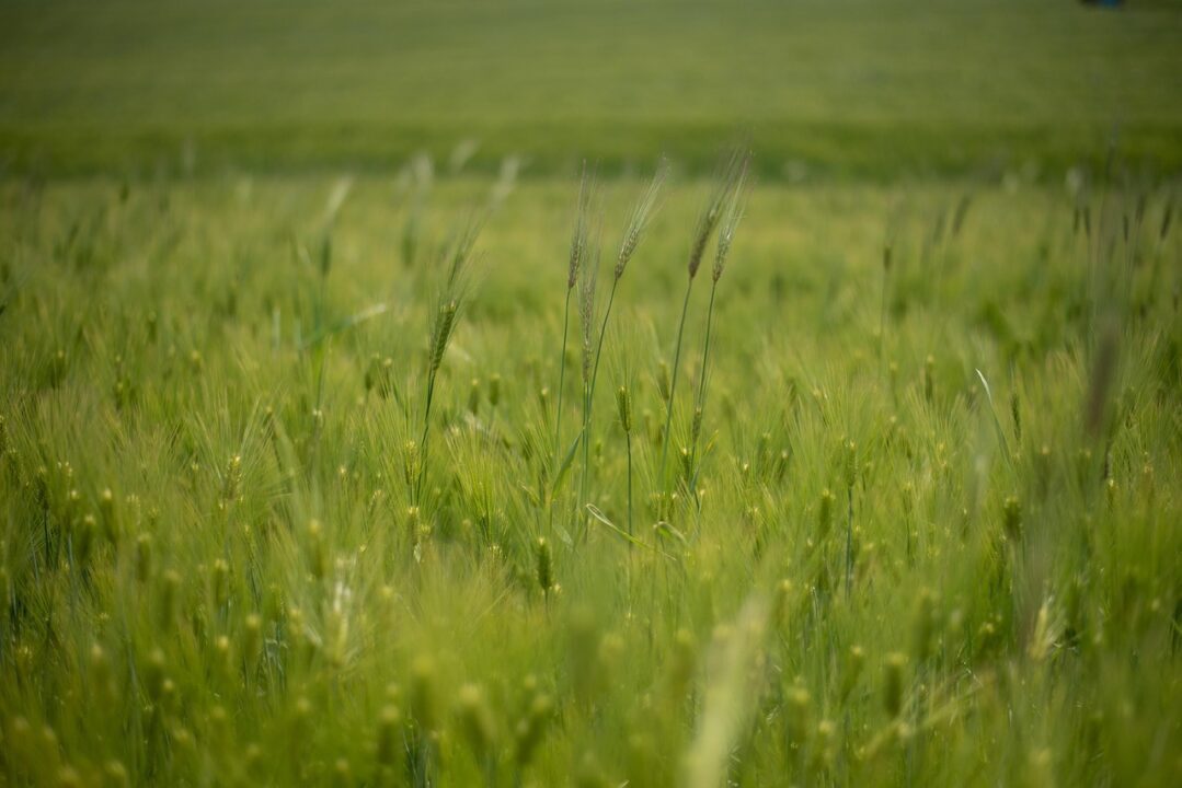 green barley
