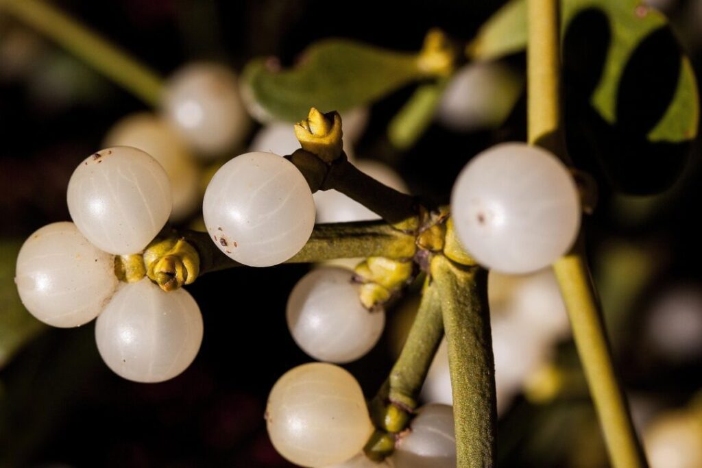 mistletoe