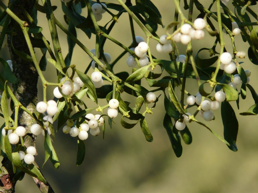 mistletoe berries