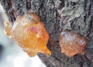 resin