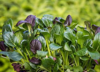 spinach