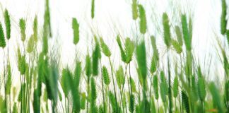 abstract