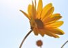arnica