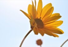 arnica