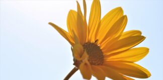 arnica