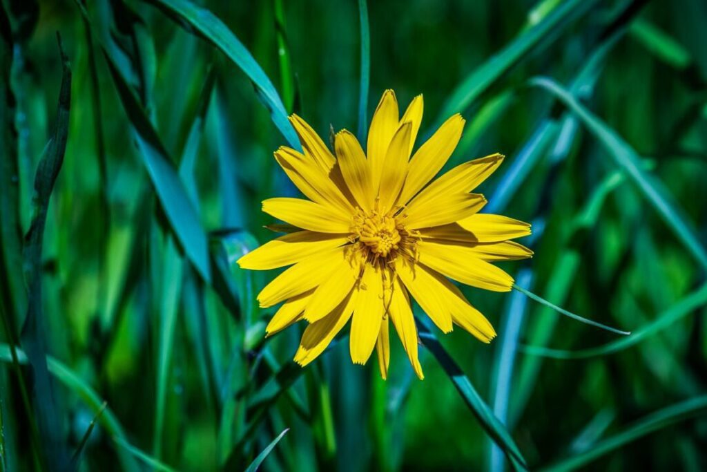 arnica