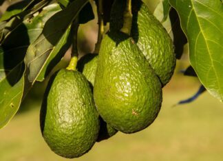 avocados