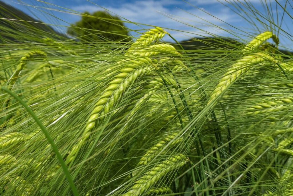 barley