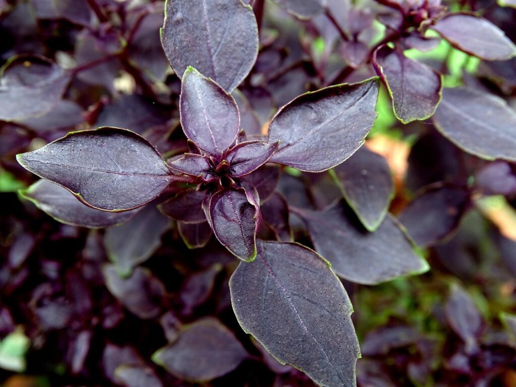 basil
