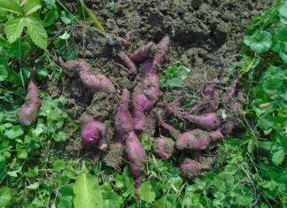 batata
