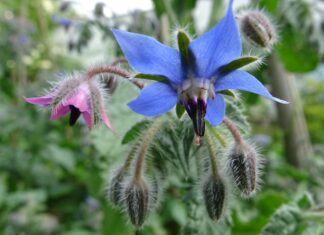 borage