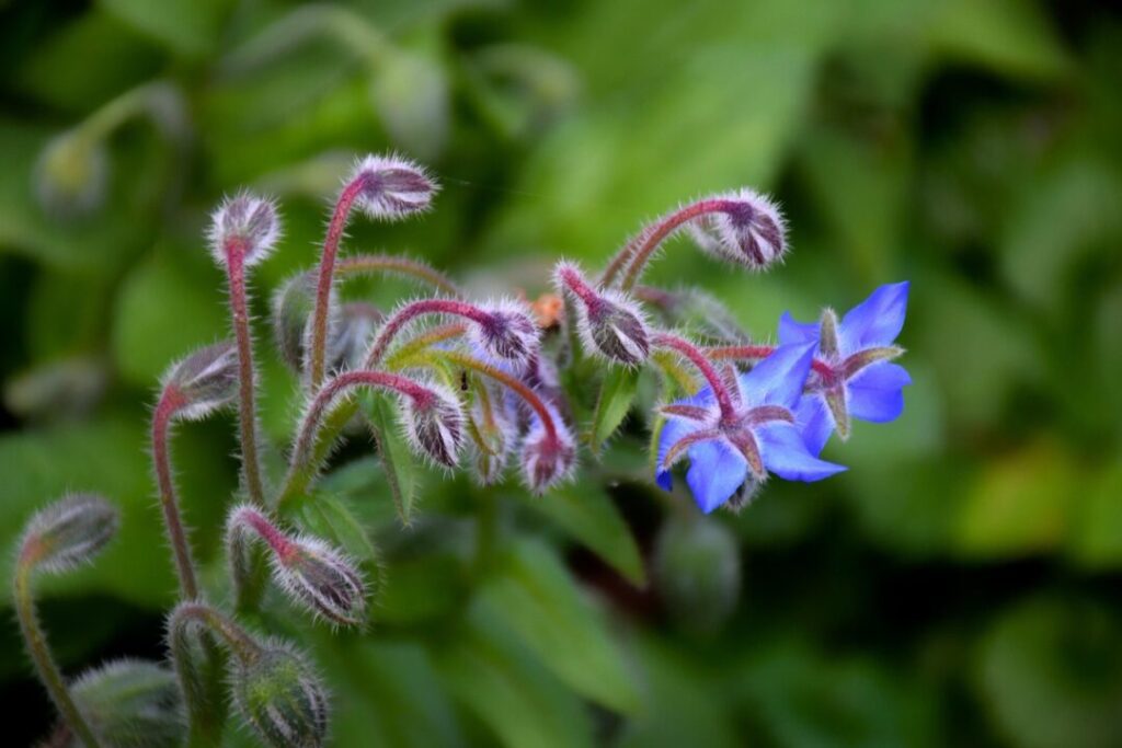 borago officinalis