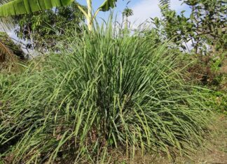 cymbopogon