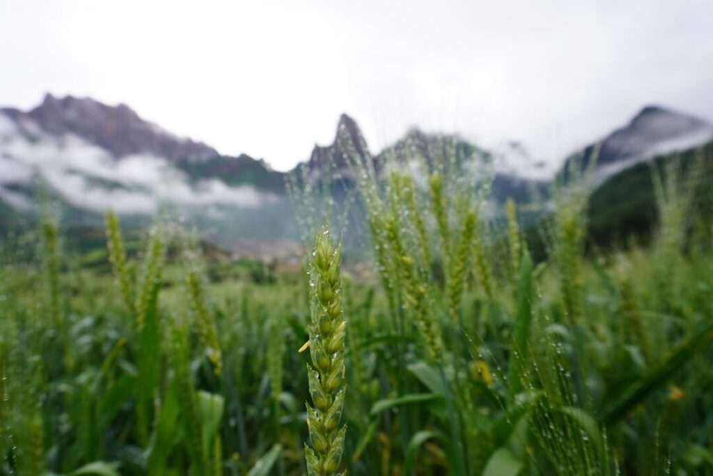 highland barley