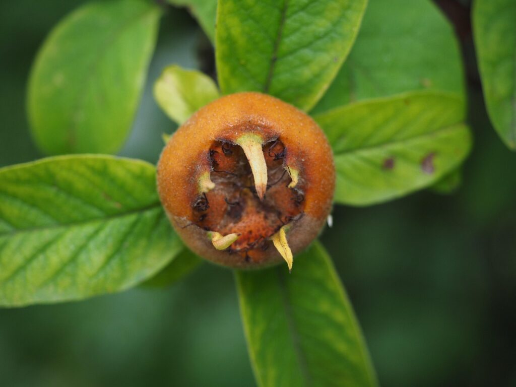 medlar