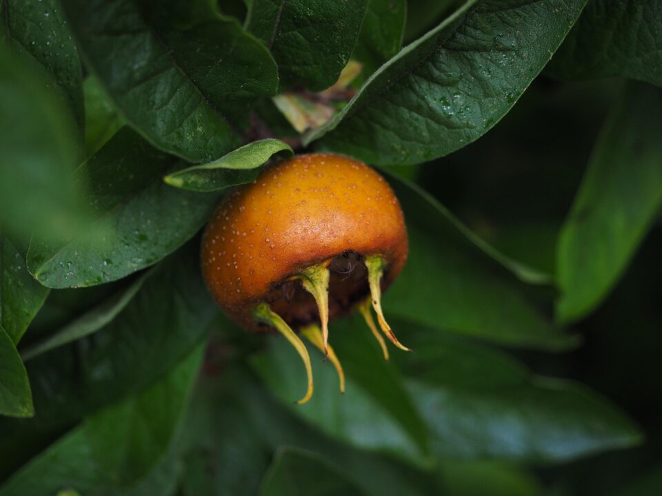 medlar
