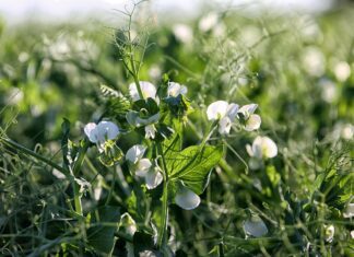 pea tendrils