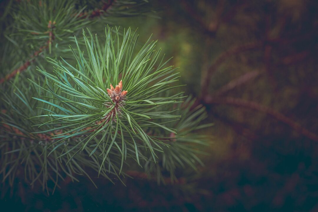 pine