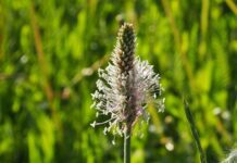 plantain
