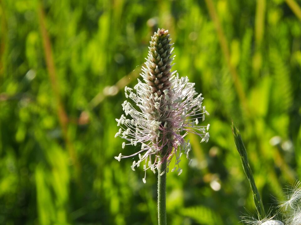 plantain