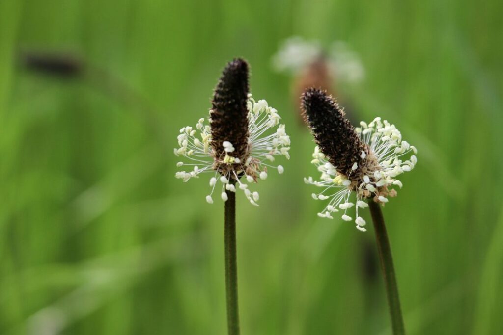 plantain ()