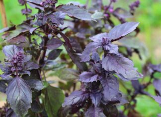 red basil