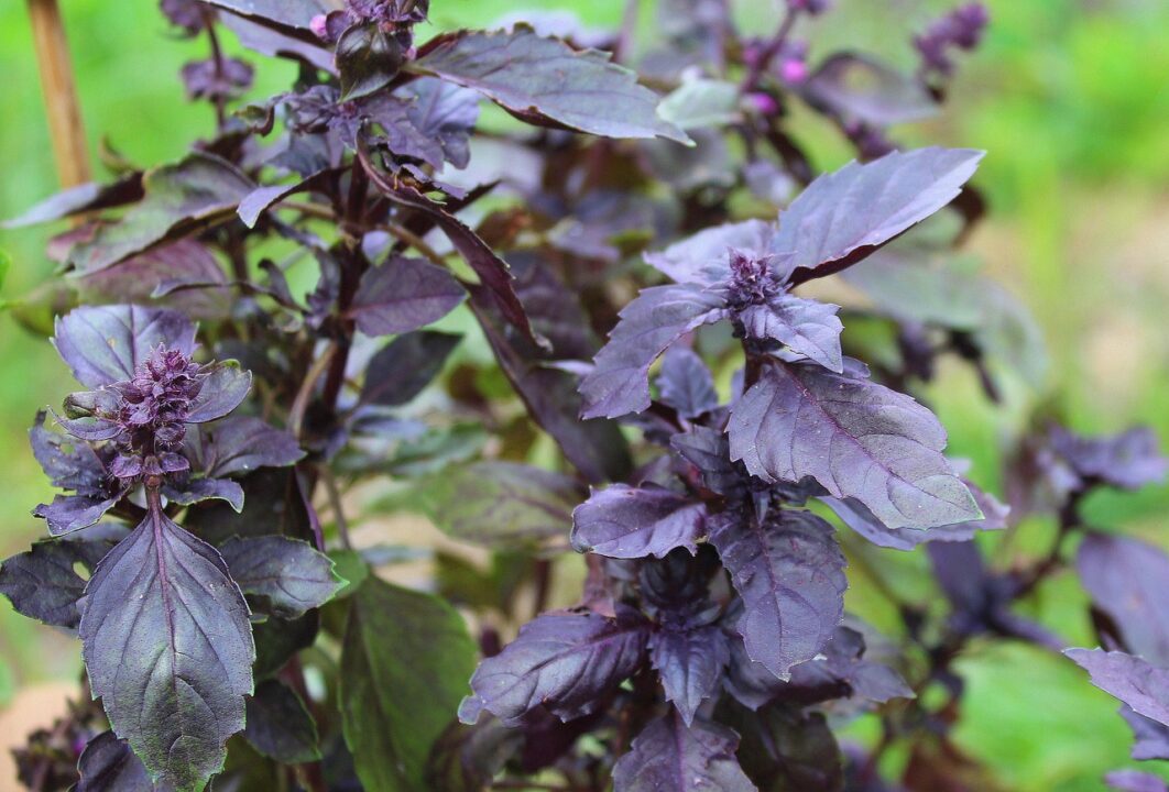red basil