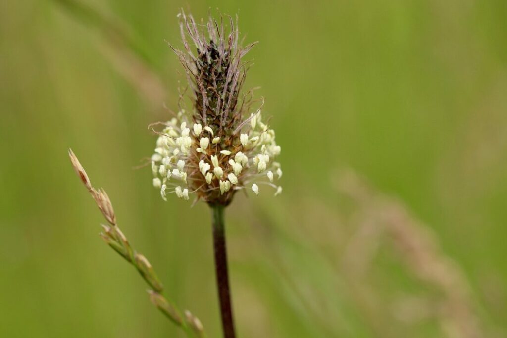 ribwort plantain