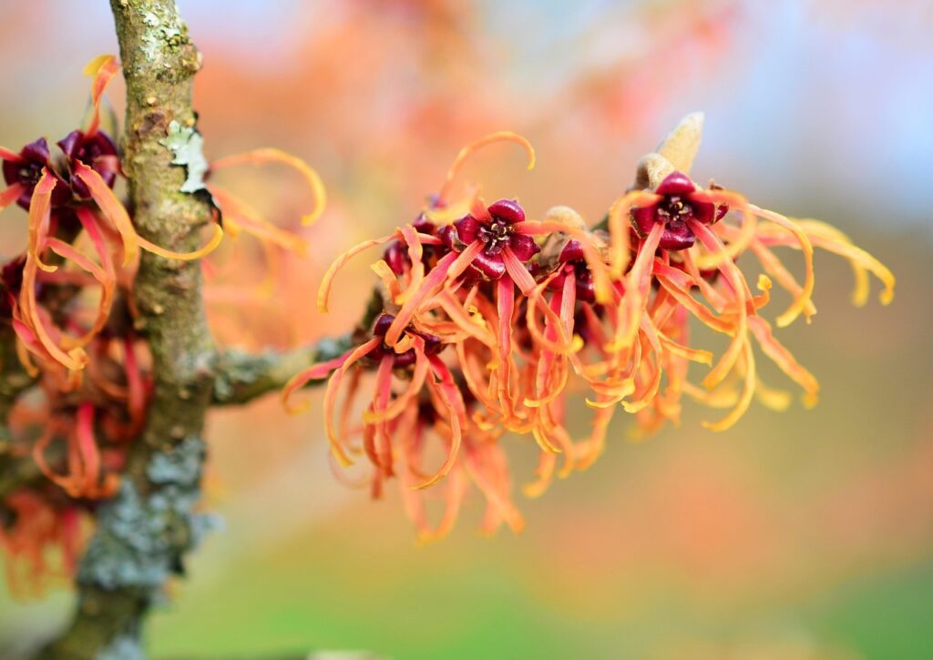 witch hazel