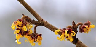 witch hazel