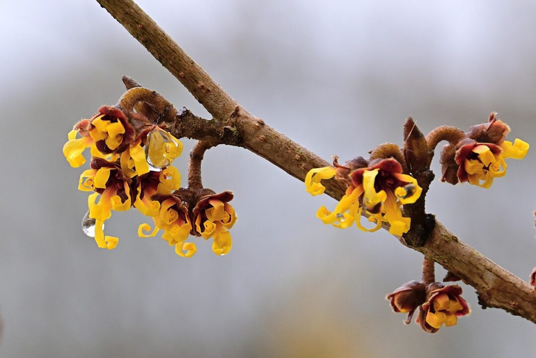 witch hazel