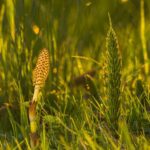 adege horsetail