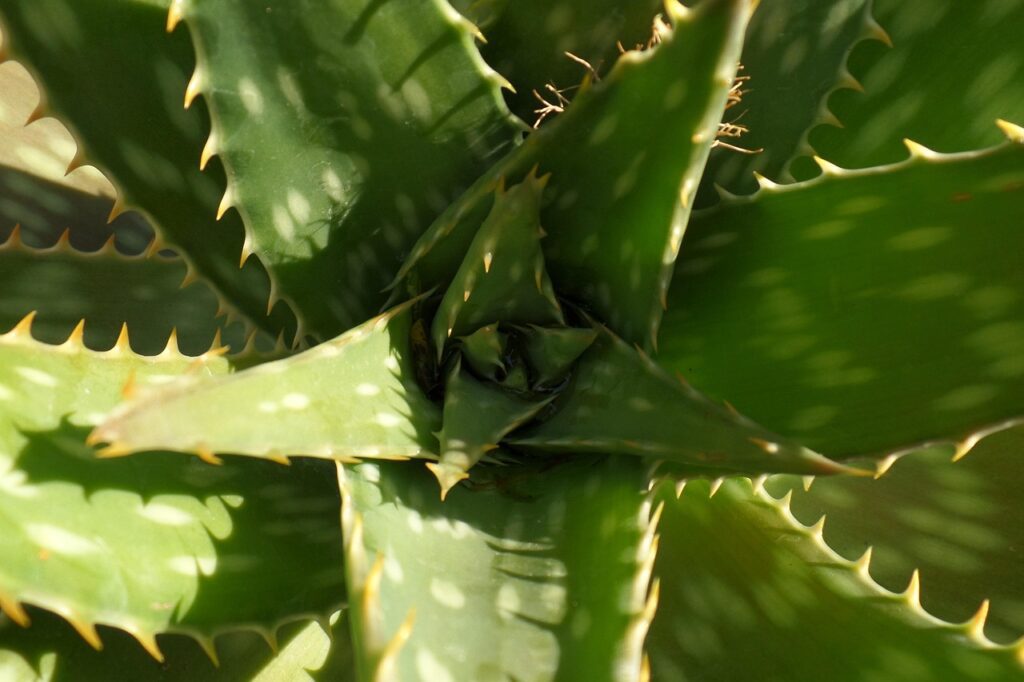 claudio sm plant