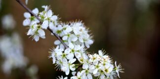 fredpichon hawthorn