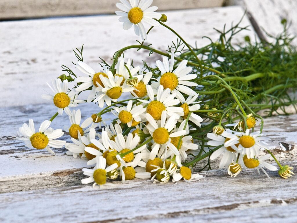 gefrorene wand chamomile