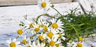 gefrorene wand chamomile
