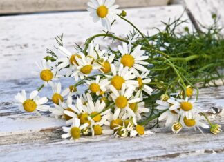 Nosní polypy bez tajemství: Jak si ulevit a podpořit léčbu pomocí bylin gefrorene wand chamomile