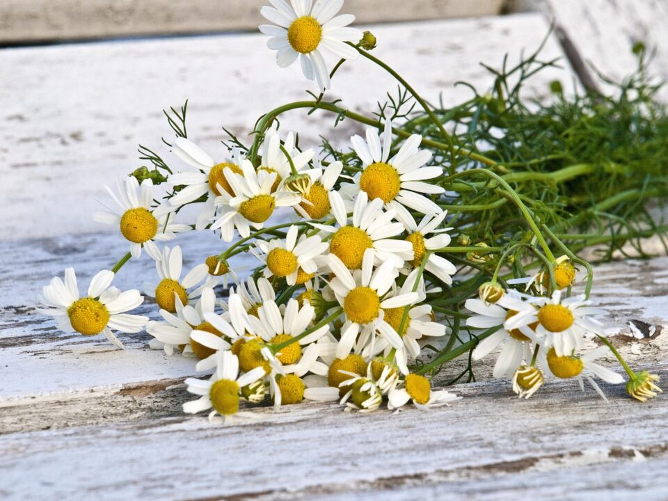 gefrorene wand chamomile