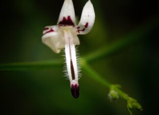 ignartonosbg flower