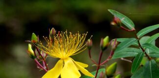 ignartonosbg flower