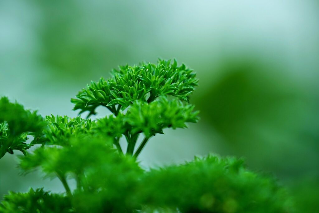 ignartonosbg parsley