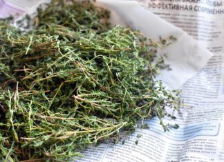 irenna thyme