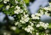 Když srdce ztrácí sílu: Kardiomyopatie a přírodní podpora organismu pomocí bylin jhenning crataegus