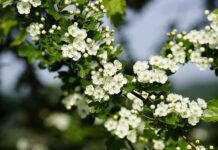 jhenning crataegus