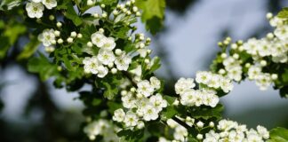 jhenning crataegus