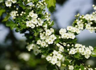 jhenning crataegus