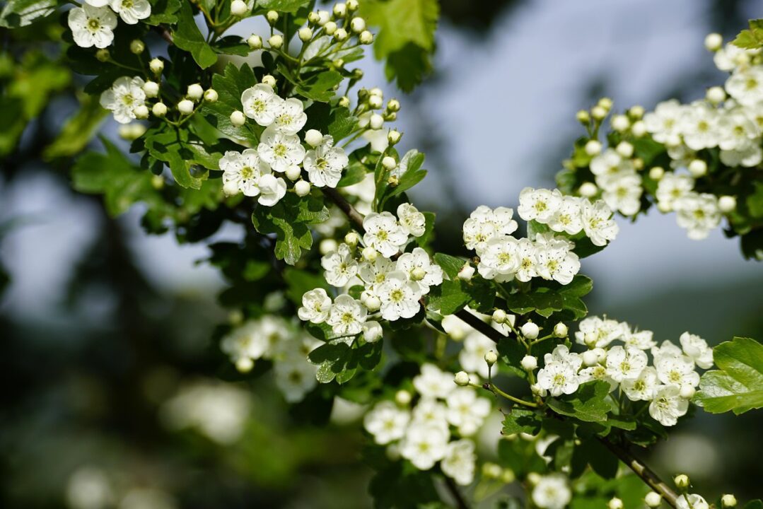 jhenning crataegus